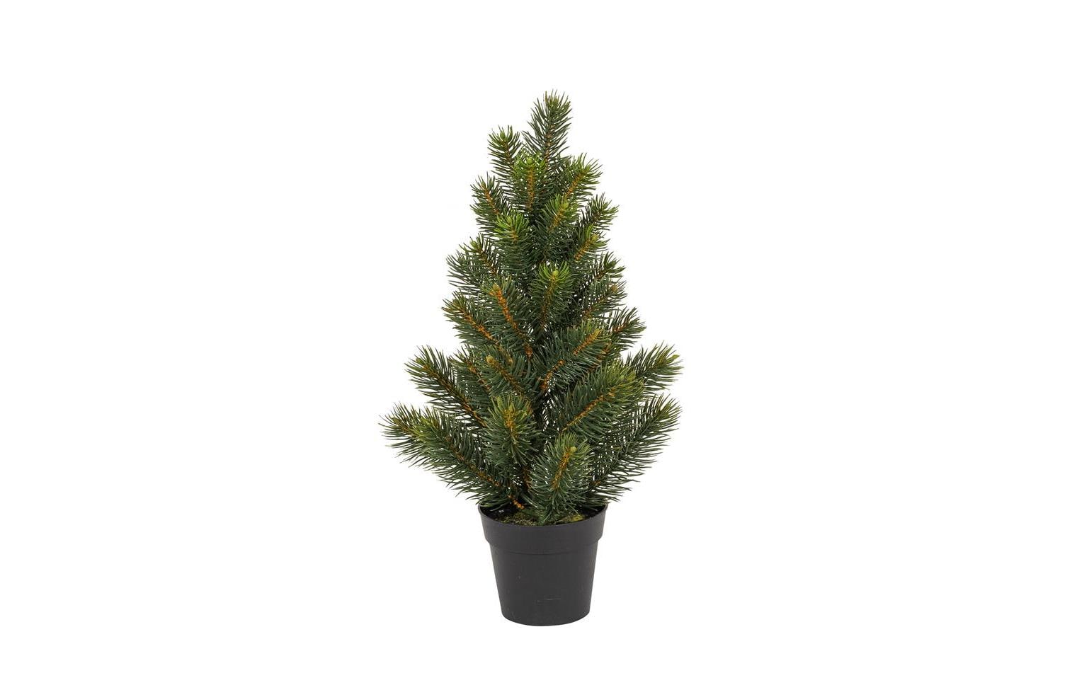 Botanic-Haus Tannenbaum im Topf