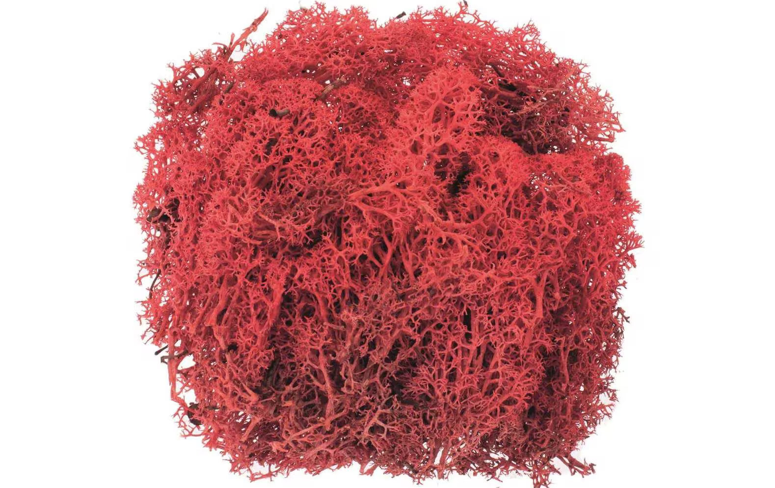 Glorex Islandmoos 50g
