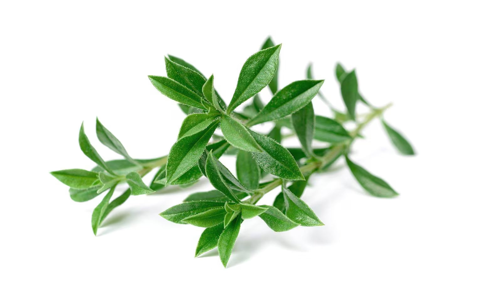 Click and Grow Mountain Savory