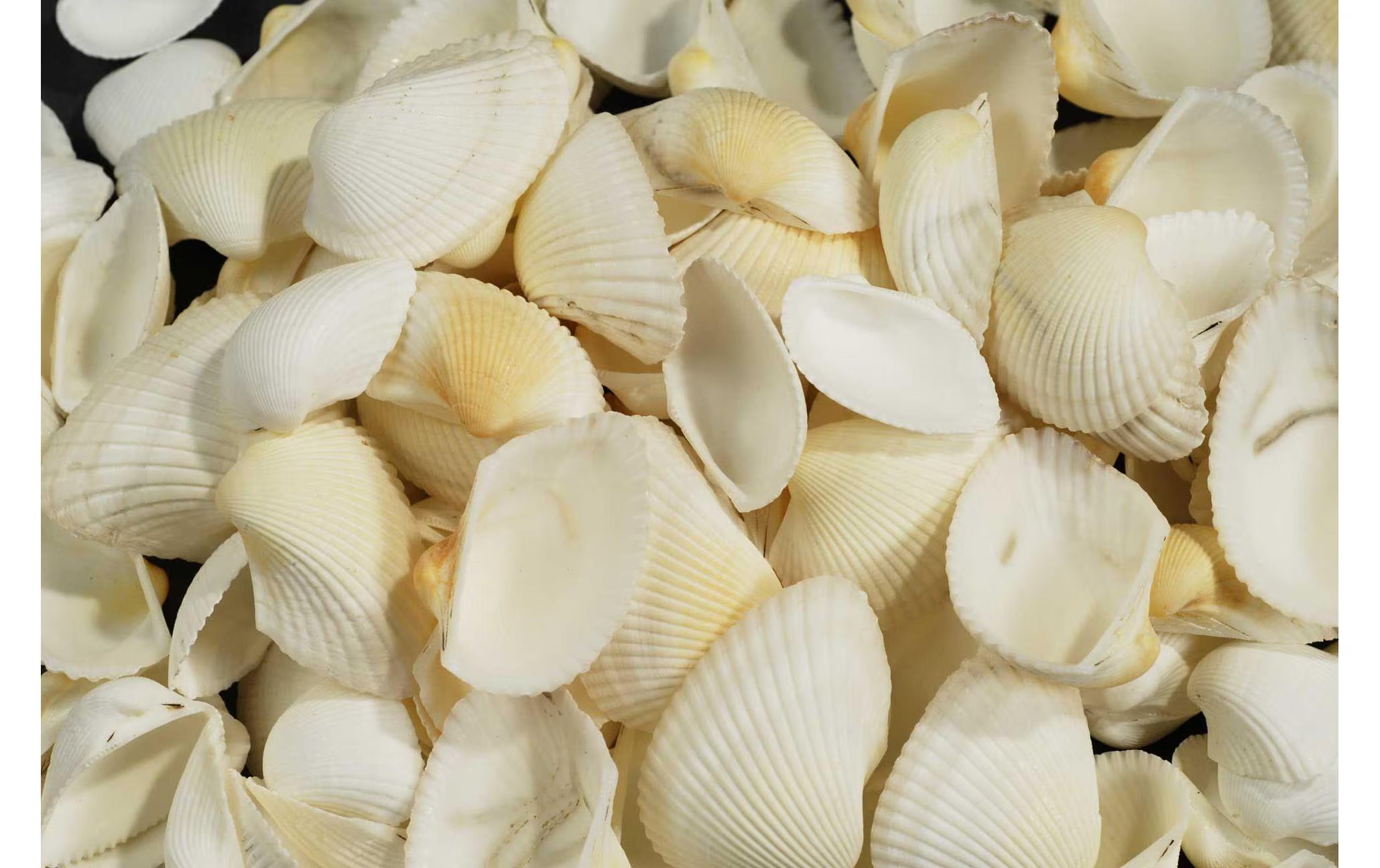 Ambiance Muscheln Weiss in Beutel