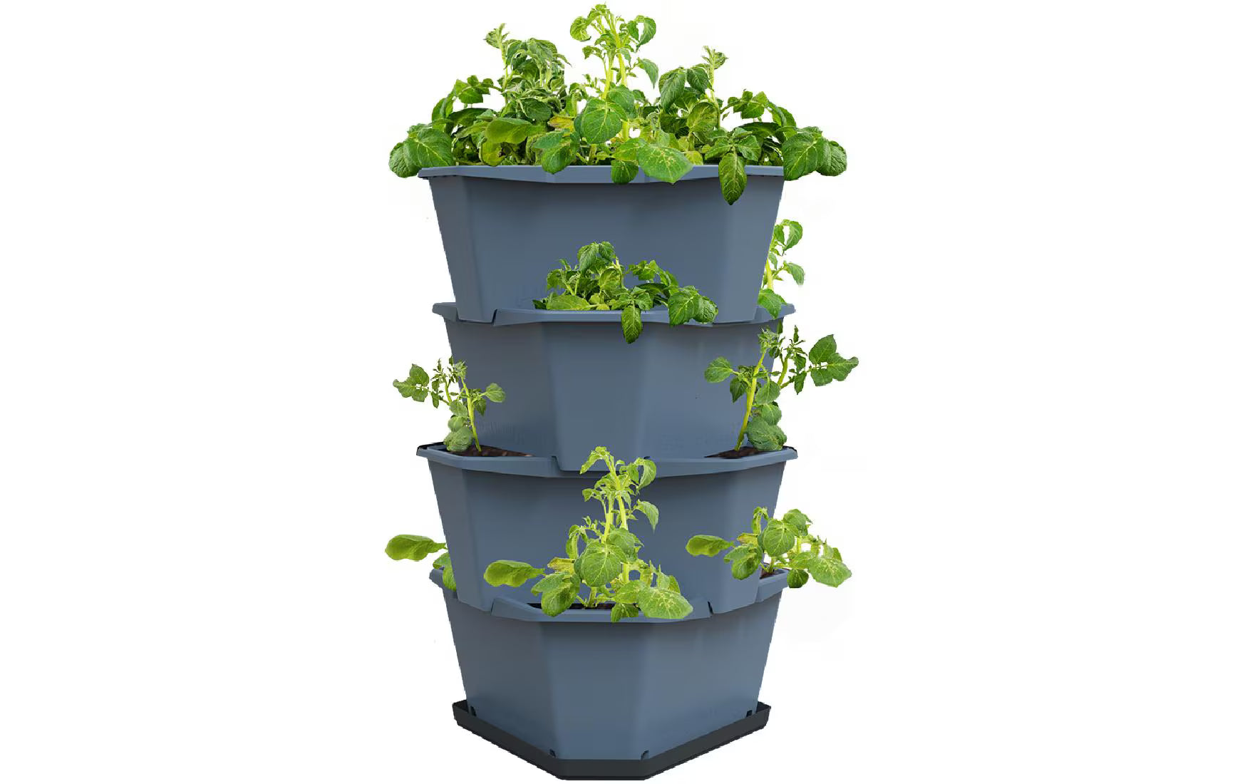 Gusta Garden Aufzuchttöpfe PAUL POTATO