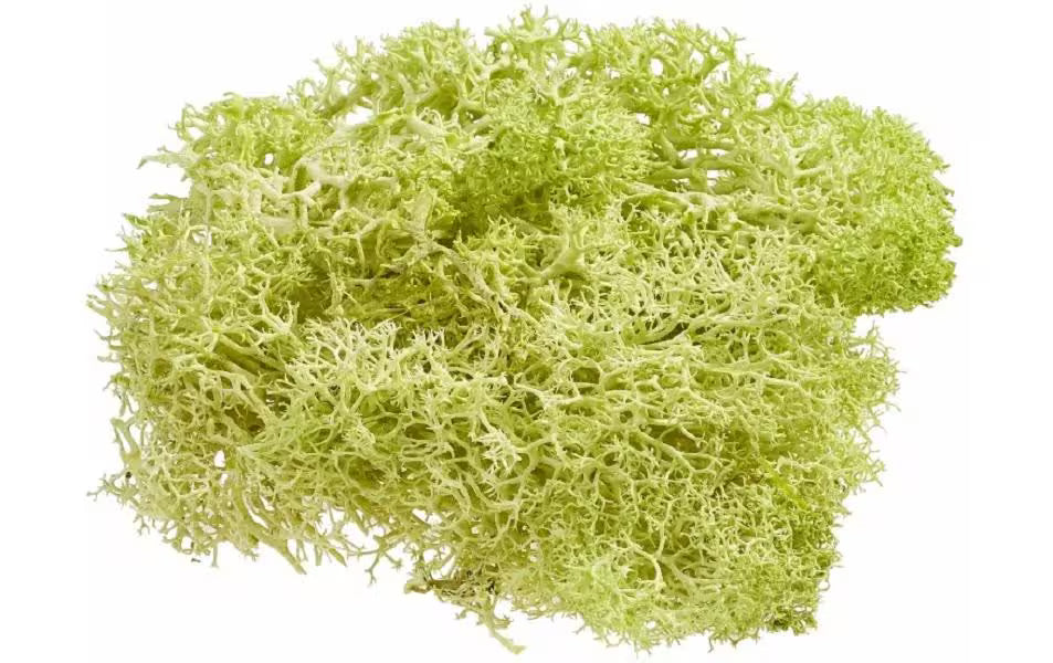 Hobbyfun Mini-Garten Islandmoos hellgrün