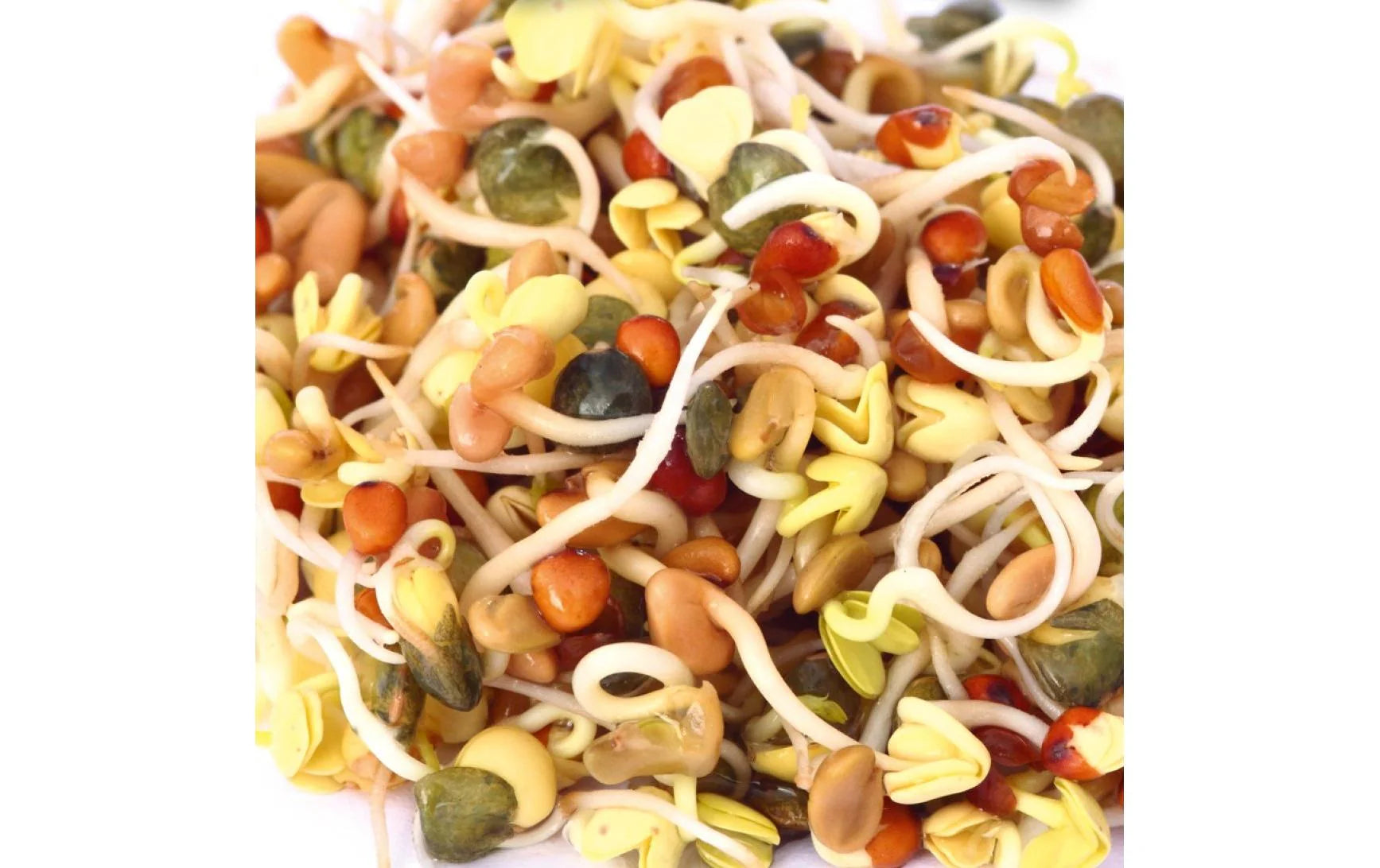 HARRY HERBS Microgreens Nachfüllset