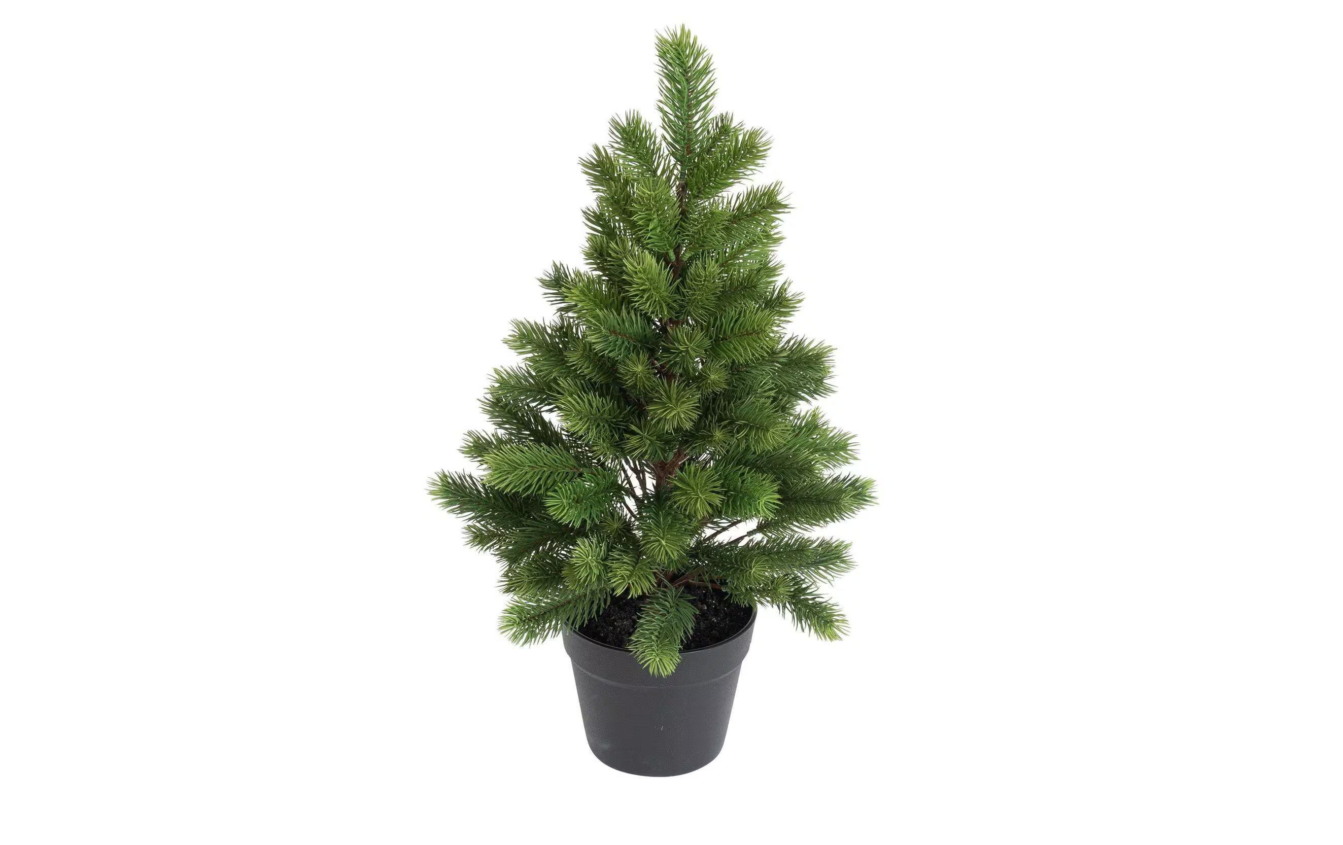 Botanic-Haus Weihnachtsbaum im Topf