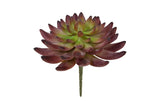 Botanic-Haus Kaktus Echeveria