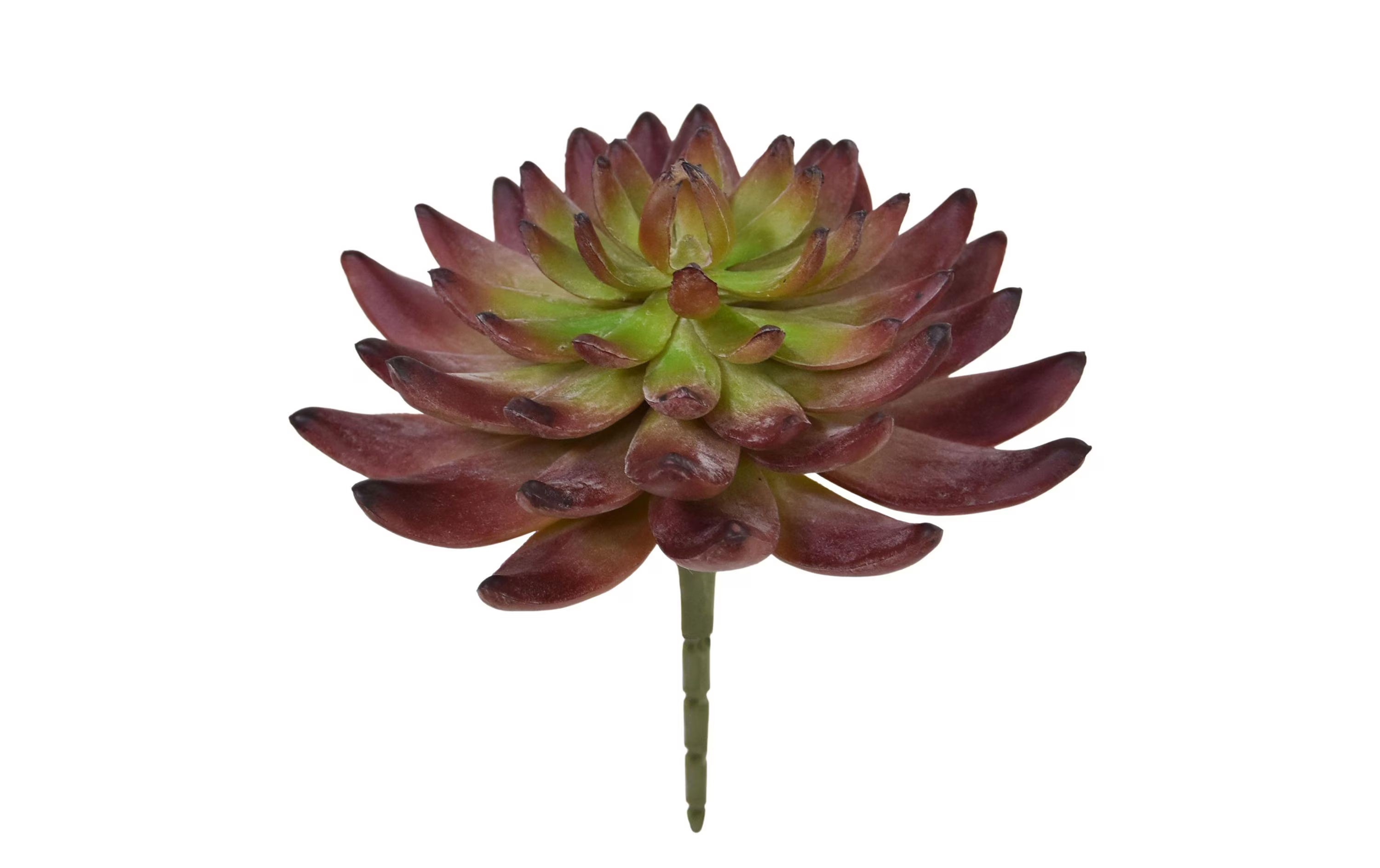 Botanic-Haus Kaktus Echeveria