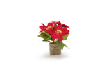 STT LED Poinsettia 24
