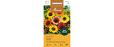 Sonnenblume Cino Misch.