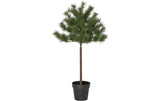 Weihnachtsbaum Tallis Indoor, Grün, 100cm