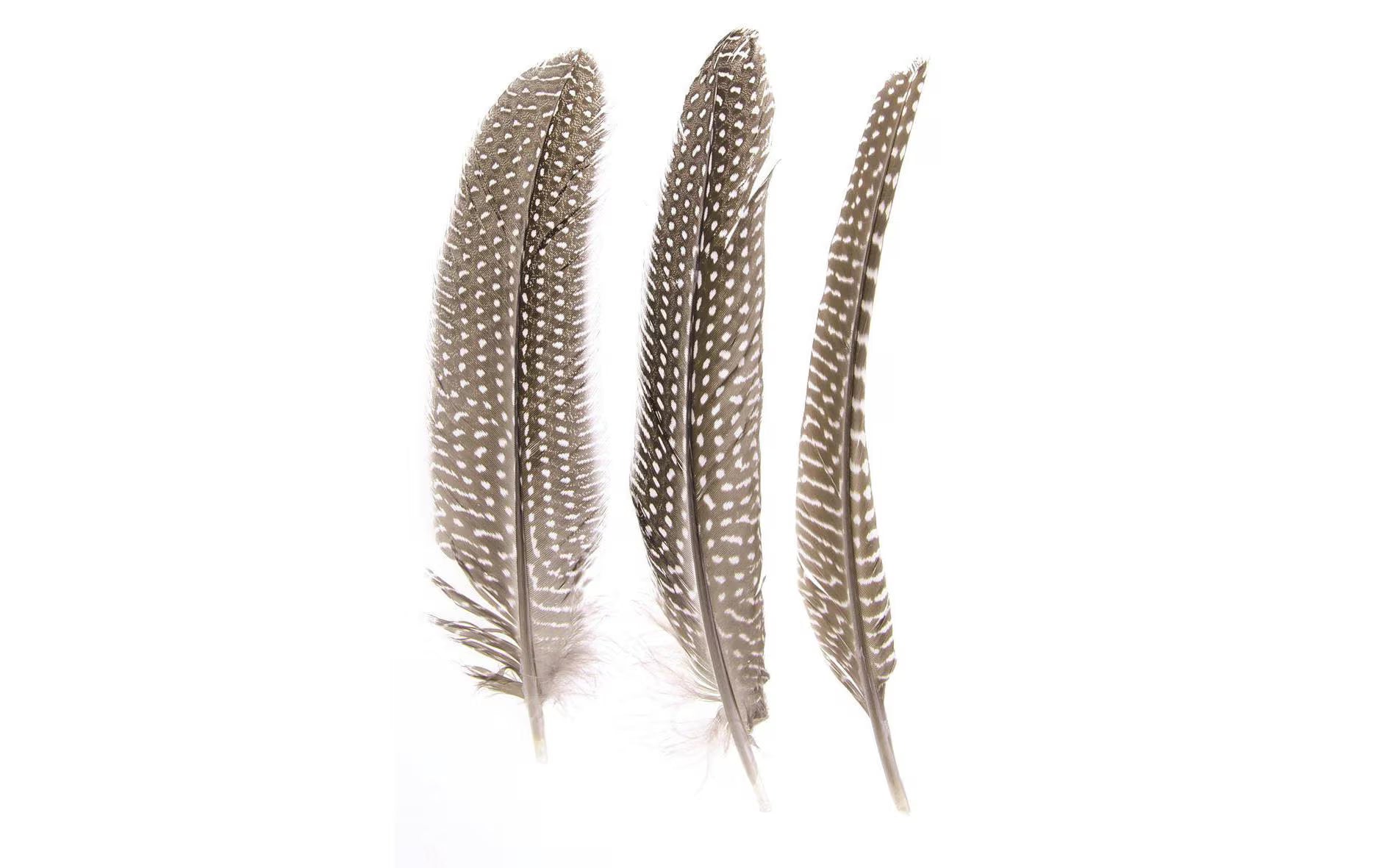 Glorex Federn Perlhuhn