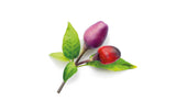 Click and Grow Lila Chilli