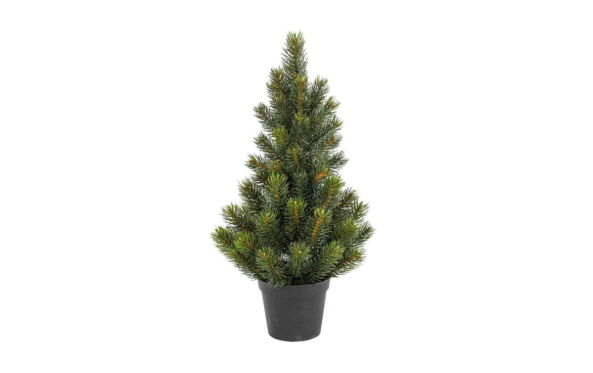 Botanic-Haus Tannenbaum im Topf