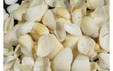 Ambiance Muscheln Weiss in Beutel