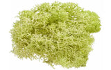 Hobbyfun Mini-Garten Islandmoos hellgrün