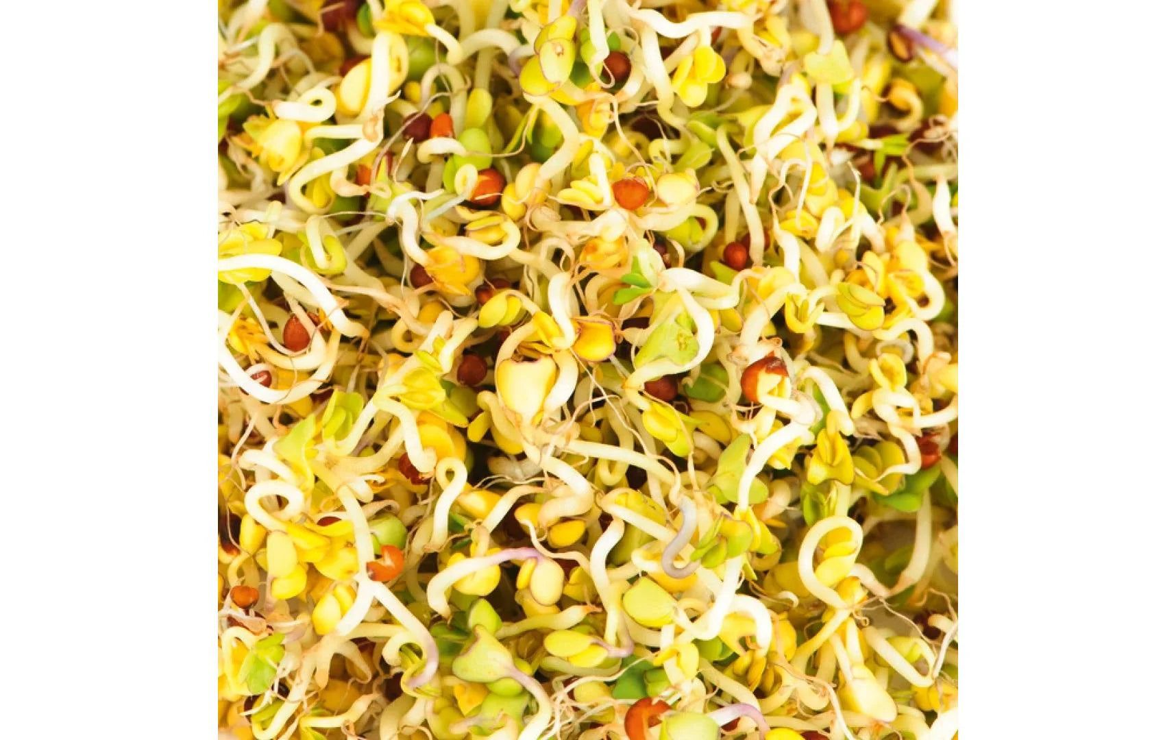 HARRY HERBS Microgreens Nachfüllset