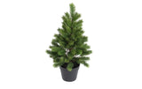 Botanic-Haus Weihnachtsbaum im Topf