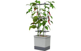 Gusta Garden Aufzuchttöpfe Charly Chili XL
