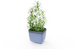 HERBS BUDDY