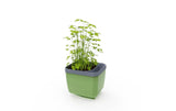 HERBS BUDDY