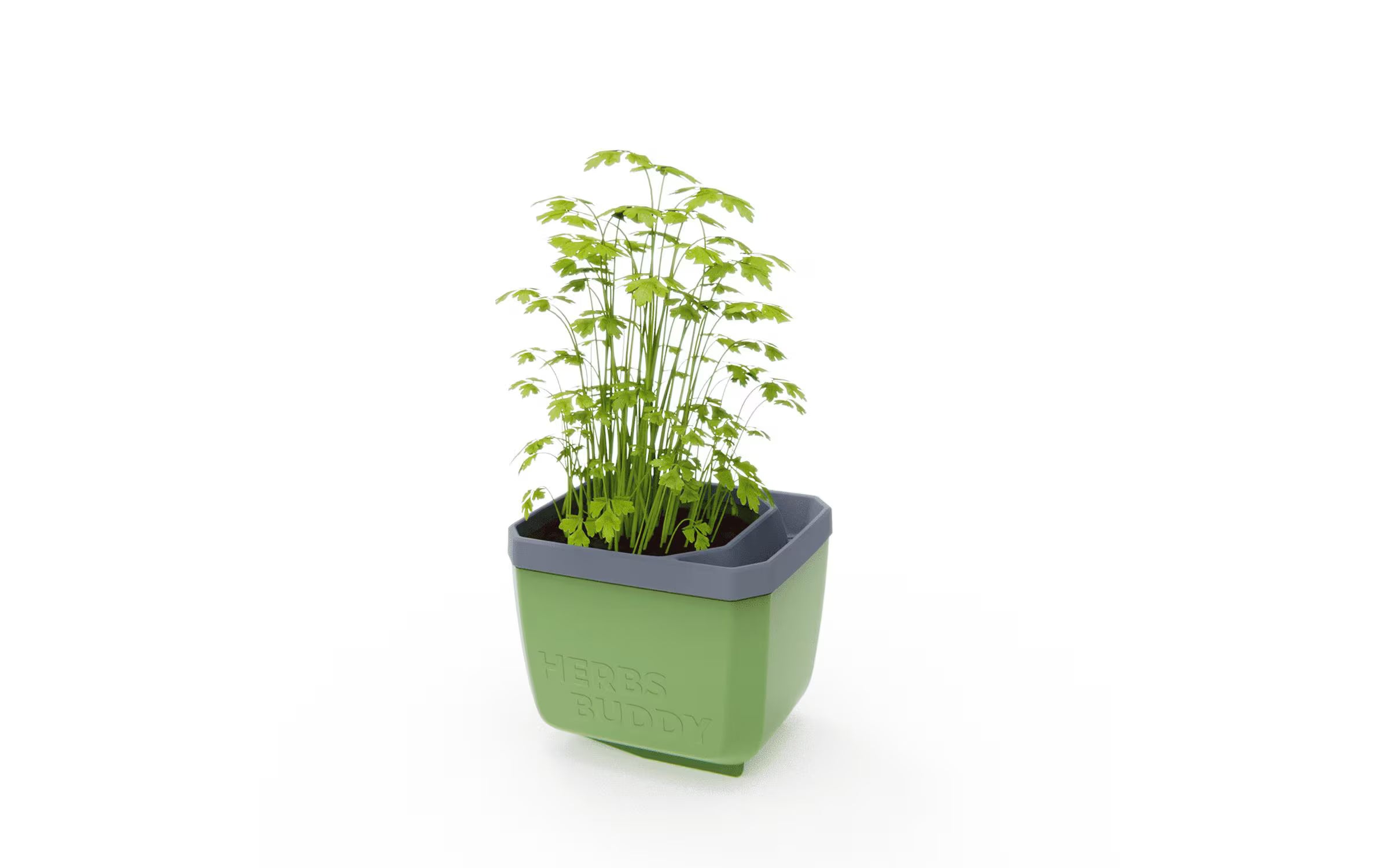 HERBS BUDDY