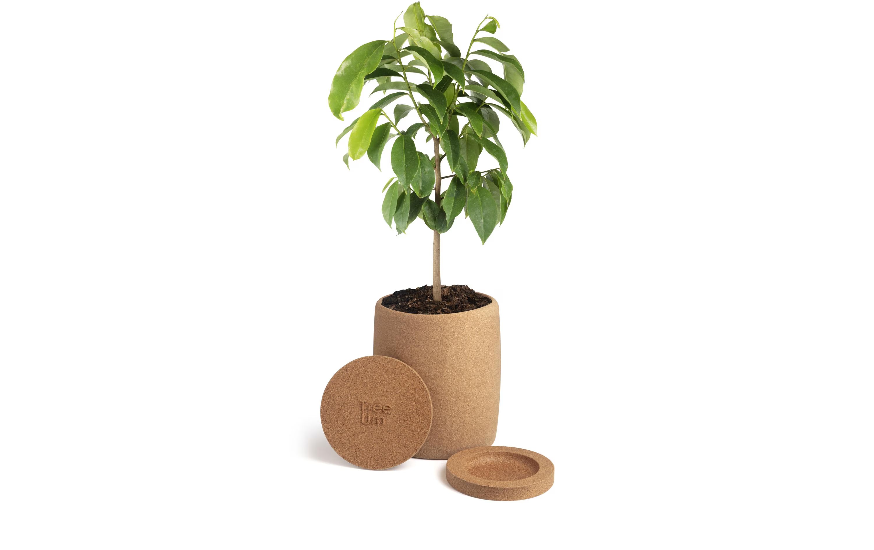 Tree Urn biologisch abbaubare Korkurne